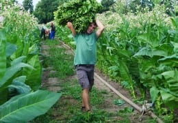 lorsch tobacco field production