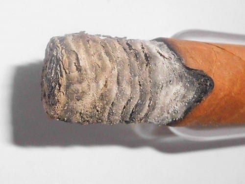 cigar with white light grey ash as a sign for high potassium conzent in the soil