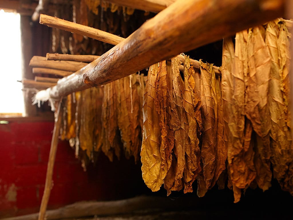 Drying tobacco leaves in a barn