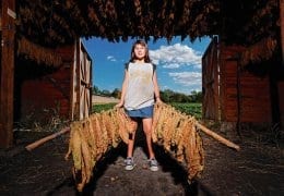 Drying of tobacco leaves
