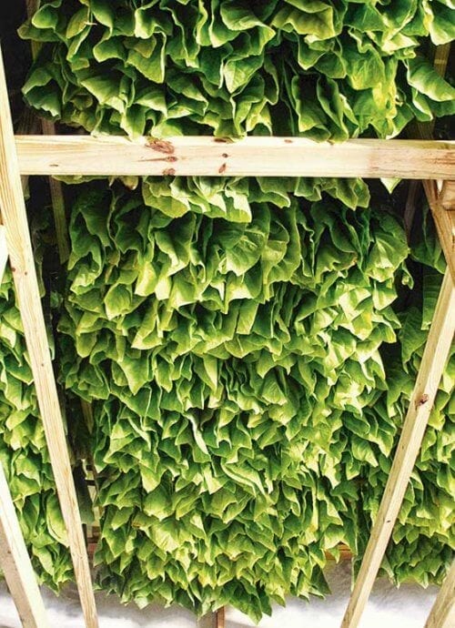 Tobacco leaves in a drying barn