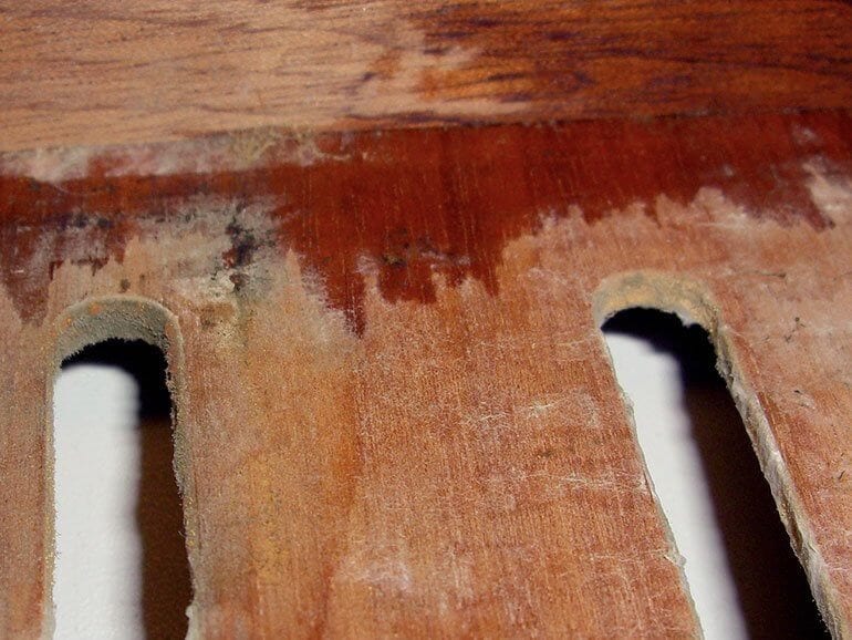 Schimmel im Humidor