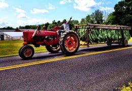 Tobacco Harvest in Connecticut
