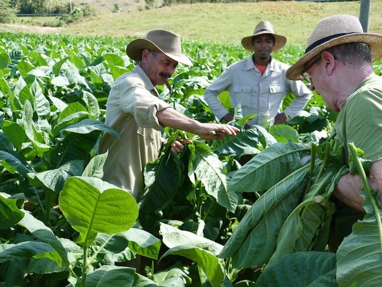 Lorscher Tabakpflanzer in Kuba