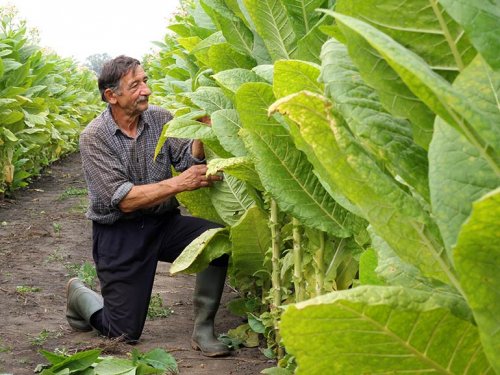tobacco plant prior to harvesting
