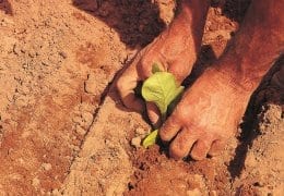 Setzlinge-werden-in-den-Boden-gepflanzt
