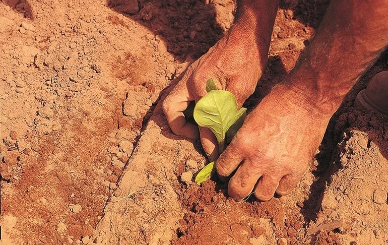 Tabakanbau: Setzlinge werden in den Boden gepflanzt